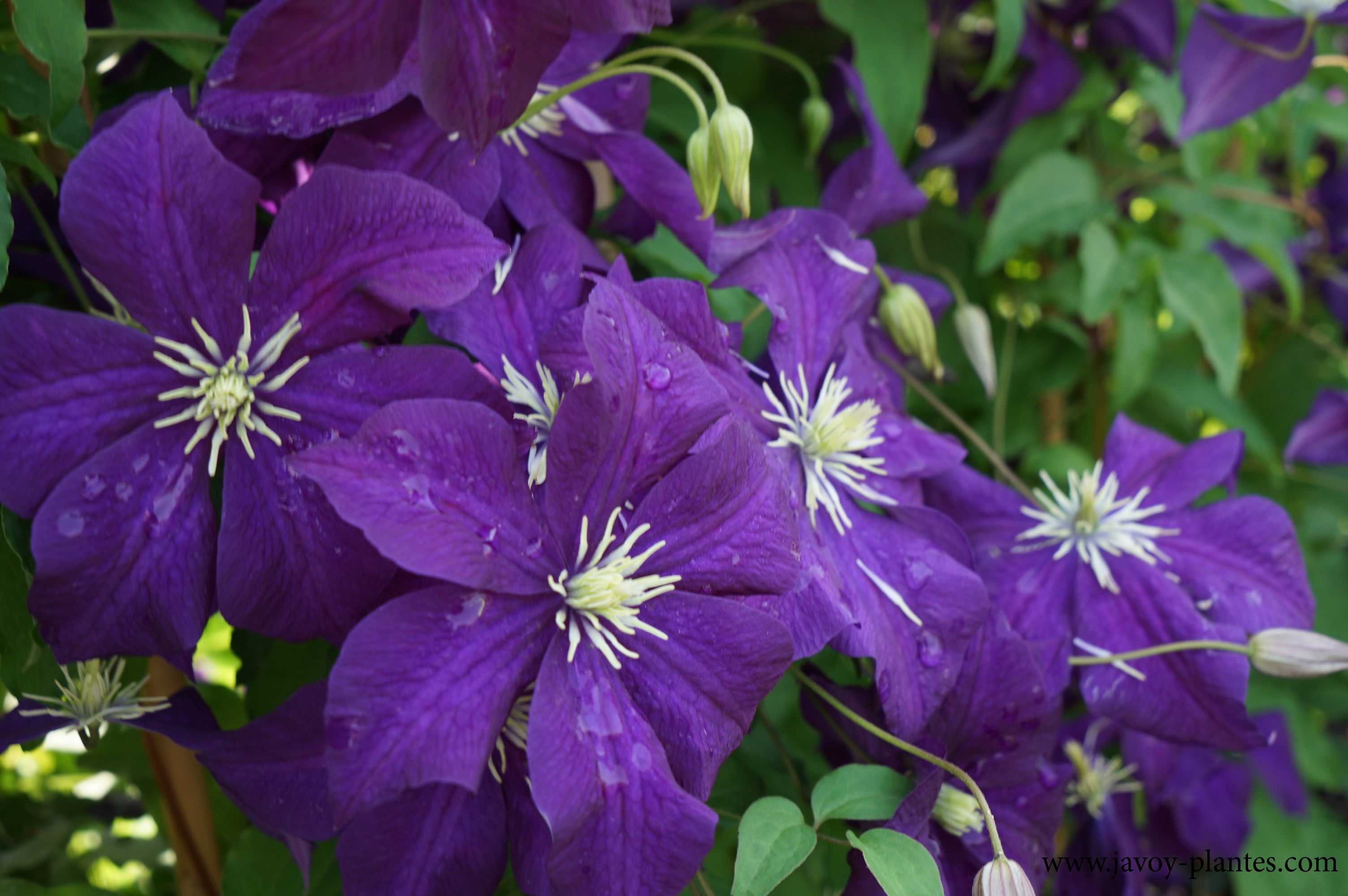 Clematis viticella 'Aotearoa'